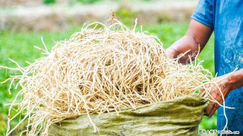 堪称“最难吃”的蔬菜，却是 “抗辐射神器”，还能护肺、清热、止咳化痰！ - 中山生活资讯 - 中山28生活网 zs.28life.com