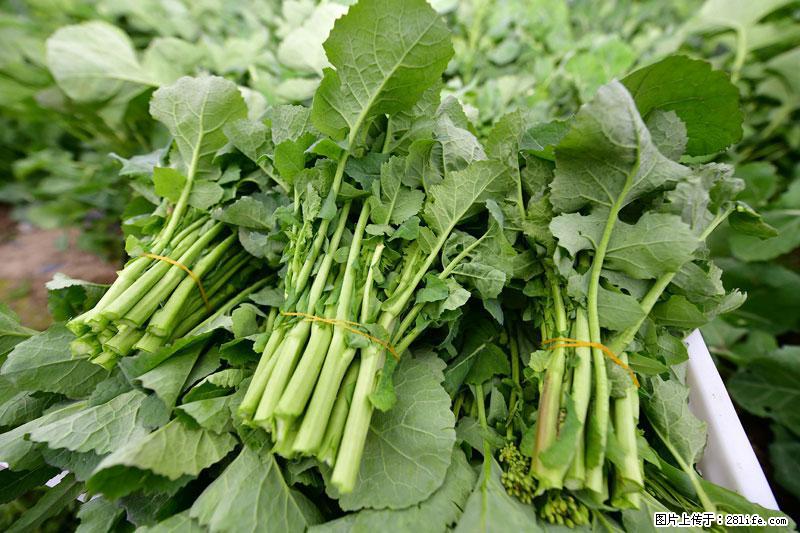 这些蔬菜是“天然钙片”，这6种被医生重点推荐 - 中山生活资讯 - 中山28生活网 zs.28life.com
